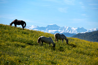 _DSC0255korr