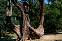 141__DSC2003