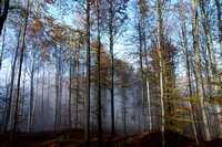 2024 Uetliberg im November