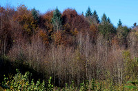 _DSC5594
