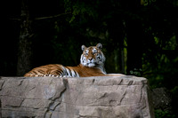 Tiere