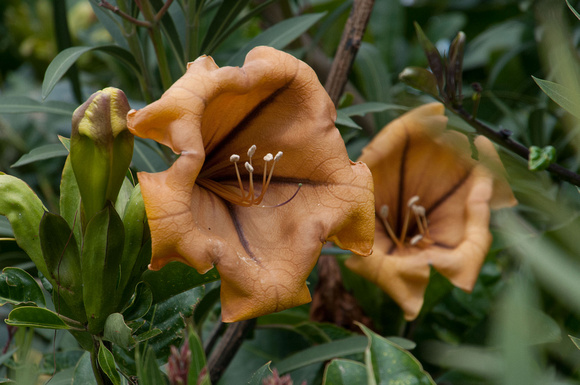 chirkewwa_DSC_7714