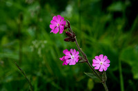 _DSC7955
