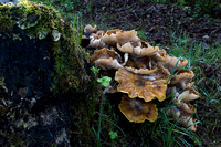 _DSC5512
